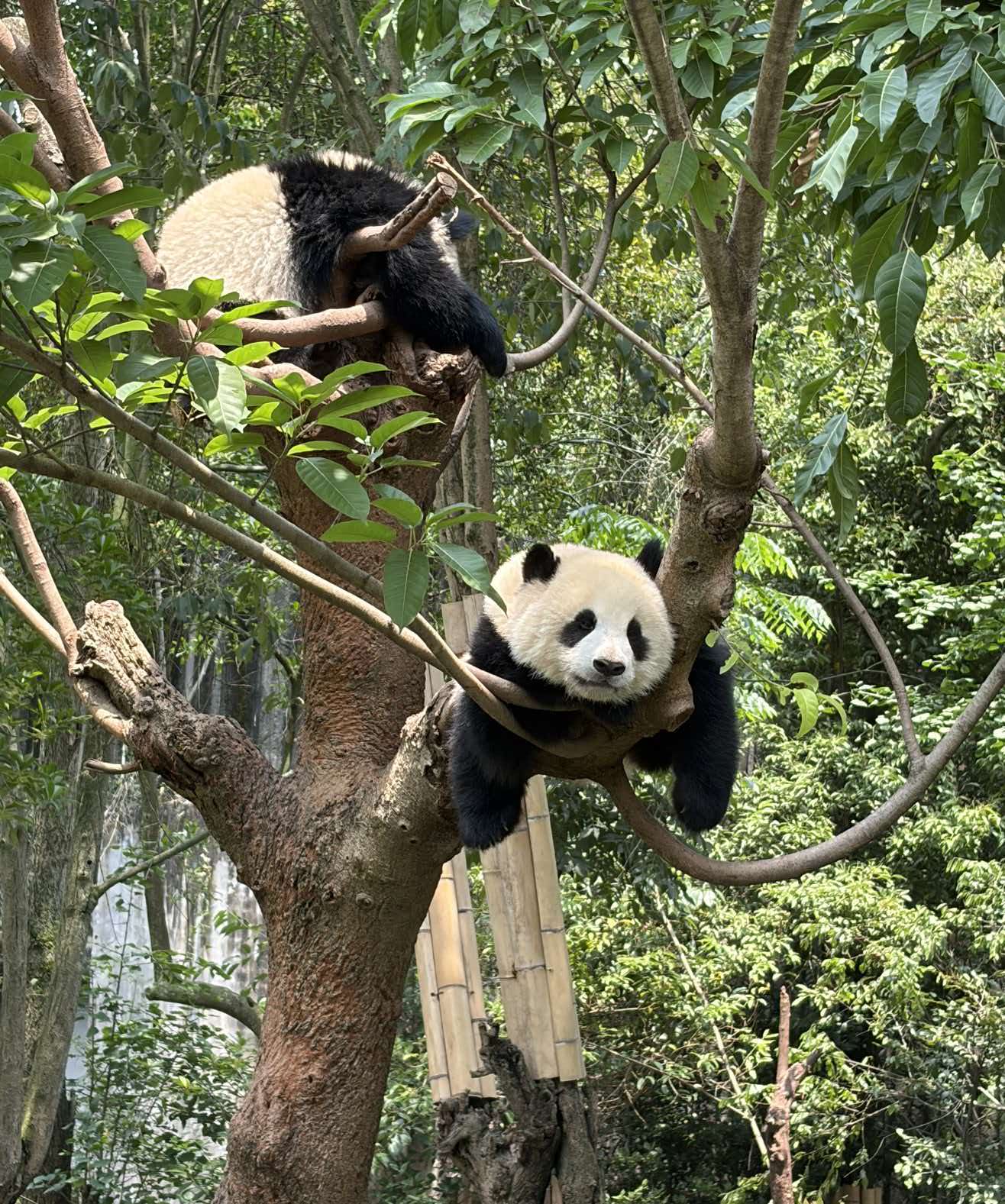 Chengdu One Day Classic City Tour