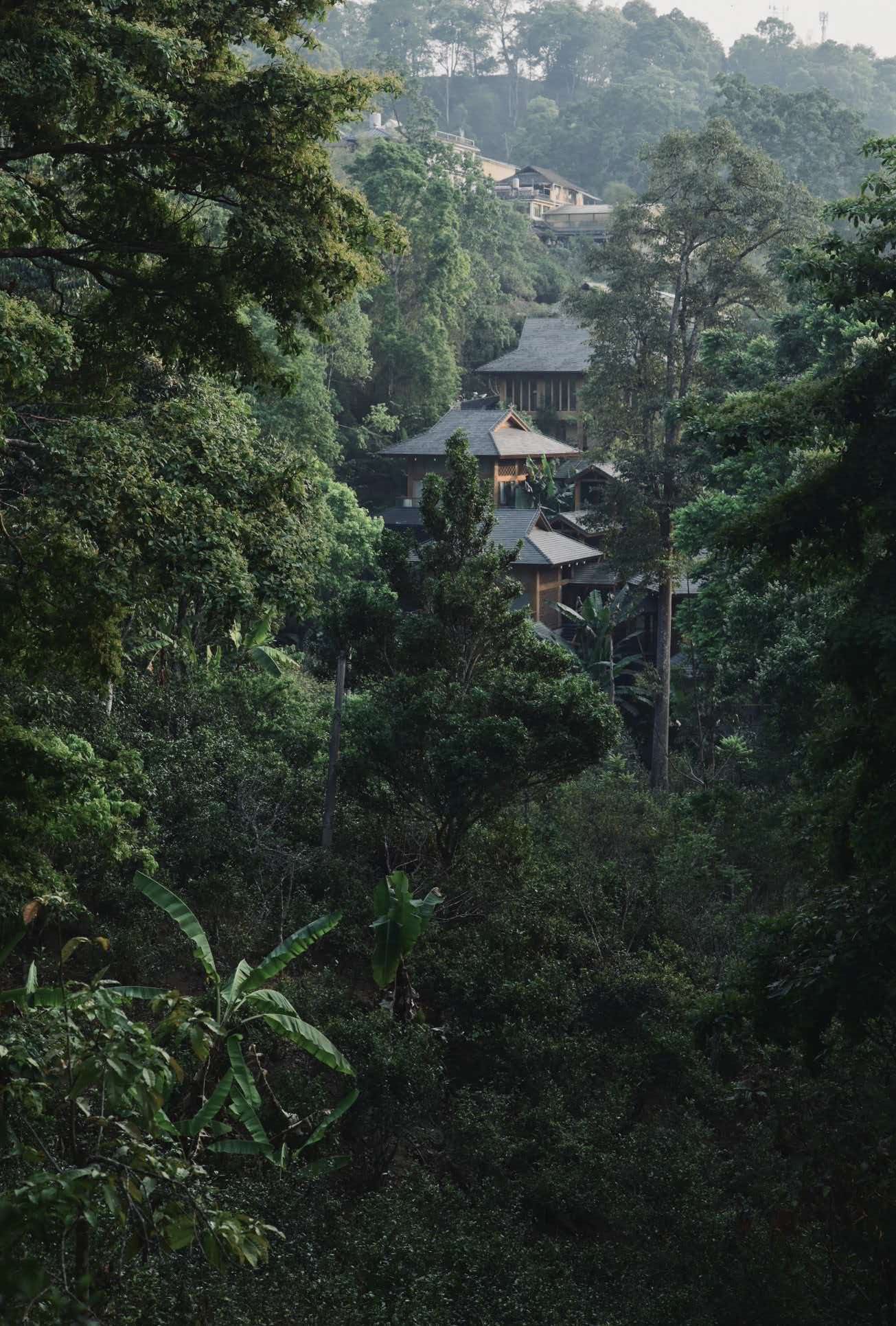 6-hour rainforest hike in Mangjing Village, Jingmai Mountain